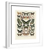 Papillons III-Adolphe Millot-Framed Giclee Print