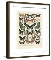 Papillons III-Adolphe Millot-Framed Giclee Print