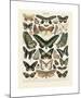 Papillons III-Adolphe Millot-Mounted Giclee Print