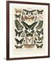 Papillons III-Adolphe Millot-Framed Giclee Print