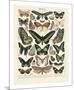 Papillons III-Adolphe Millot-Mounted Giclee Print