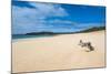 Papohaku Beach, Island of Molokai, Hawaii, United States of America, Pacific-Michael Runkel-Mounted Photographic Print