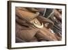 Papua New Guinea, Karau Village. Traditional Carved Wooden Masks-Cindy Miller Hopkins-Framed Photographic Print