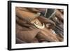 Papua New Guinea, Karau Village. Traditional Carved Wooden Masks-Cindy Miller Hopkins-Framed Photographic Print