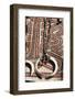 Papua New Guinea, Tufi. Shell necklaces with boar tusks on traditional handmade tapa cloth-Cindy Miller Hopkins-Framed Photographic Print