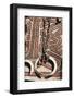 Papua New Guinea, Tufi. Shell necklaces with boar tusks on traditional handmade tapa cloth-Cindy Miller Hopkins-Framed Photographic Print