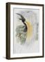 Papuan Bird of Paradise-John Gould-Framed Giclee Print