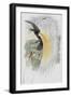 Papuan Bird of Paradise-John Gould-Framed Giclee Print