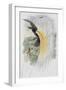 Papuan Bird of Paradise-John Gould-Framed Giclee Print