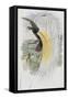 Papuan Bird of Paradise-John Gould-Framed Stretched Canvas