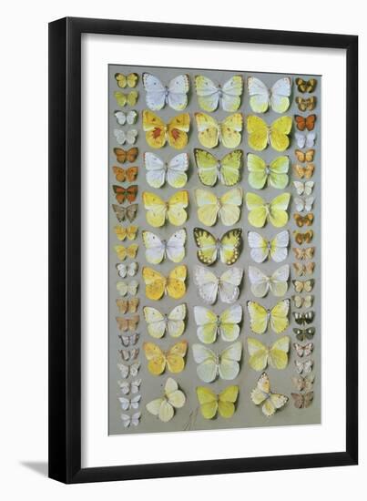 Papuan Butterflies 1, 1917-18-Marian Ellis Rowan-Framed Giclee Print