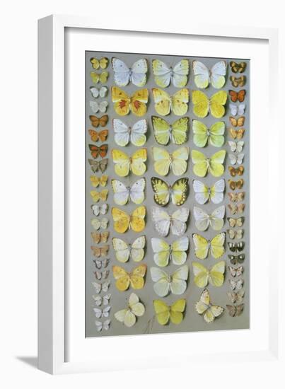 Papuan Butterflies 1, 1917-18-Marian Ellis Rowan-Framed Giclee Print