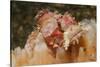 Papuan Scorpionfish-Hal Beral-Stretched Canvas