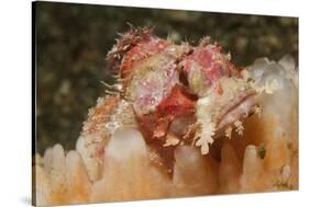 Papuan Scorpionfish-Hal Beral-Stretched Canvas