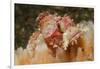 Papuan Scorpionfish-Hal Beral-Framed Photographic Print