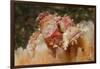 Papuan Scorpionfish-Hal Beral-Framed Photographic Print