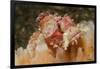 Papuan Scorpionfish-Hal Beral-Framed Photographic Print