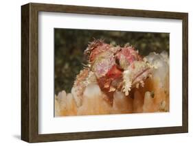 Papuan Scorpionfish-Hal Beral-Framed Photographic Print