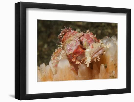 Papuan Scorpionfish-Hal Beral-Framed Photographic Print