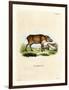 Papuan Wild Boar-null-Framed Giclee Print