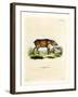 Papuan Wild Boar-null-Framed Giclee Print