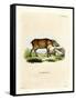 Papuan Wild Boar-null-Framed Stretched Canvas