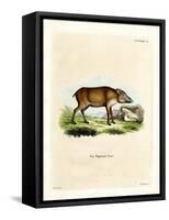 Papuan Wild Boar-null-Framed Stretched Canvas