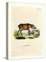 Papuan Wild Boar-null-Stretched Canvas