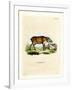 Papuan Wild Boar-null-Framed Giclee Print