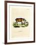 Papuan Wild Boar-null-Framed Giclee Print