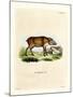 Papuan Wild Boar-null-Mounted Giclee Print