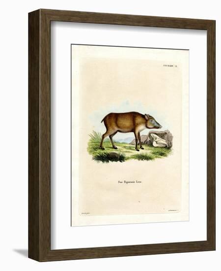 Papuan Wild Boar-null-Framed Premium Giclee Print