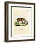 Papuan Wild Boar-null-Framed Premium Giclee Print