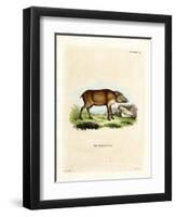 Papuan Wild Boar-null-Framed Premium Giclee Print