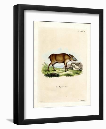 Papuan Wild Boar-null-Framed Premium Giclee Print