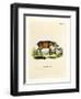Papuan Wild Boar-null-Framed Premium Giclee Print