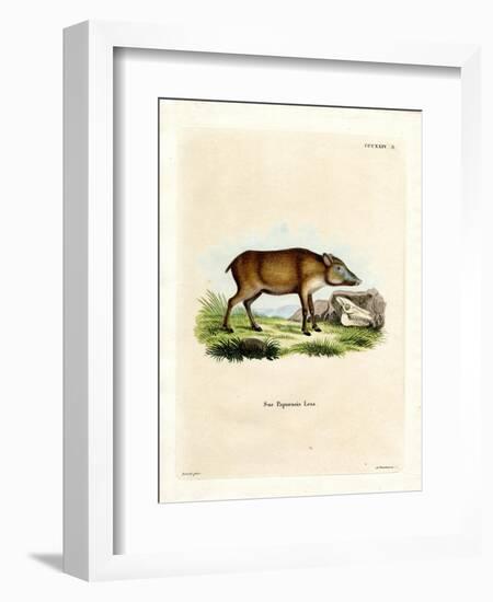 Papuan Wild Boar-null-Framed Premium Giclee Print