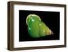 Papuina Pulcherrima-Paul Starosta-Framed Photographic Print