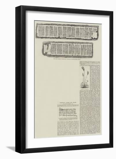 Papyrus, Paper and Plant-null-Framed Giclee Print