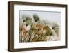 Papyrus (Papyrus sp), Okavango Delta, Botswana, Africa-Sergio Pitamitz-Framed Photographic Print