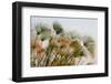 Papyrus (Papyrus sp), Okavango Delta, Botswana, Africa-Sergio Pitamitz-Framed Photographic Print