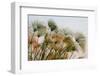 Papyrus (Papyrus sp), Okavango Delta, Botswana, Africa-Sergio Pitamitz-Framed Photographic Print