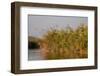 Papyrus (Papyrus sp), Okavango Delta, Botswana, Africa-Sergio Pitamitz-Framed Photographic Print