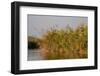 Papyrus (Papyrus sp), Okavango Delta, Botswana, Africa-Sergio Pitamitz-Framed Photographic Print