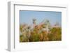 Papyrus (Papyrus sp), Okavango Delta, Botswana, Africa-Sergio Pitamitz-Framed Photographic Print