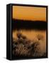 Papyrus Reeds Along Zambezi River at Sunset, Eastern End of the Caprivi Strip, Namibia, Africa-Kim Walker-Framed Stretched Canvas