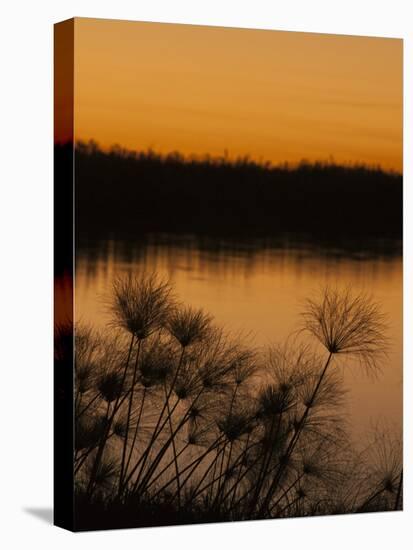 Papyrus Reeds Along Zambezi River at Sunset, Eastern End of the Caprivi Strip, Namibia, Africa-Kim Walker-Stretched Canvas