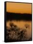 Papyrus Reeds Along Zambezi River at Sunset, Eastern End of the Caprivi Strip, Namibia, Africa-Kim Walker-Framed Stretched Canvas