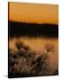 Papyrus Reeds Along Zambezi River at Sunset, Eastern End of the Caprivi Strip, Namibia, Africa-Kim Walker-Stretched Canvas