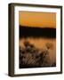 Papyrus Reeds Along Zambezi River at Sunset, Eastern End of the Caprivi Strip, Namibia, Africa-Kim Walker-Framed Photographic Print